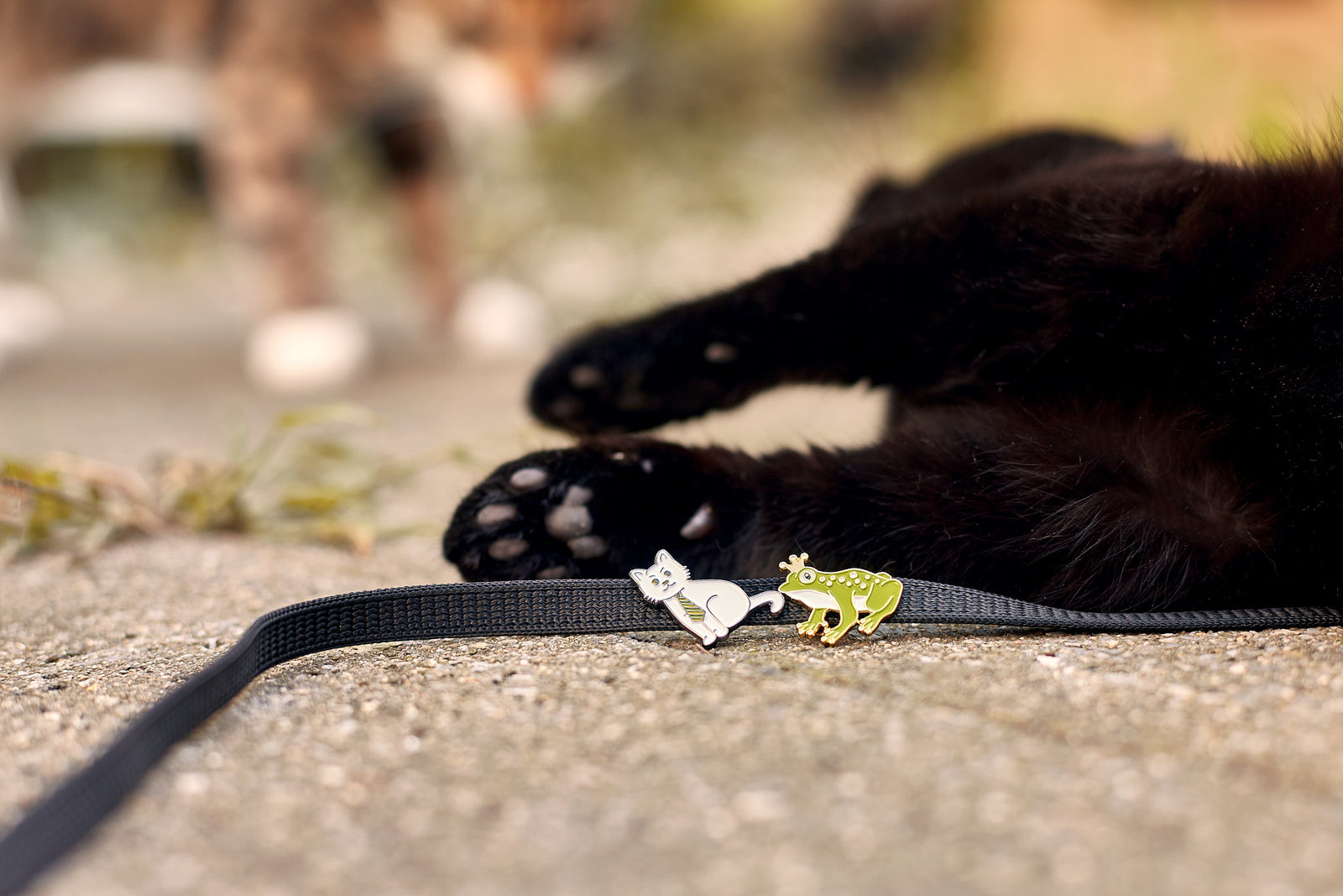 daily wildlife